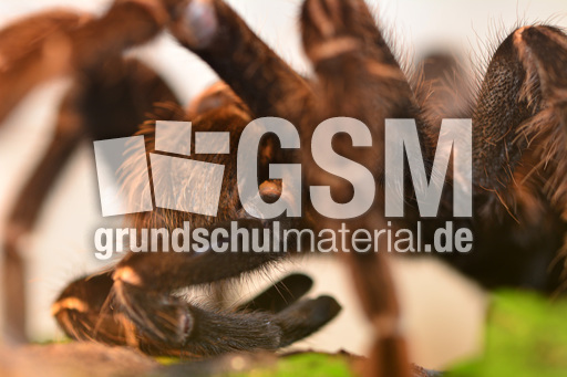 Brasilianische Riesenvogelspinne (2).jpg